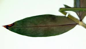 Attēlu rezultāti vaicājumam “Silene tatarica leaf”