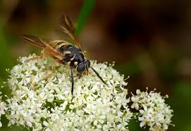 Attēlu rezultāti vaicājumam “Temnostoma vespiforme”