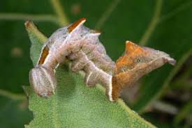 Attēlu rezultāti vaicājumam “Notodonta ziczac”