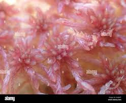 Attēlu rezultāti vaicājumam “Sphagnum rubellum”