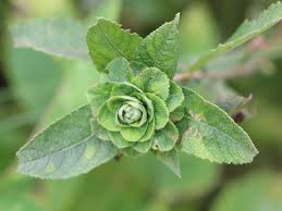 Attēlu rezultāti vaicājumam “Rhabdophaga rosaria”