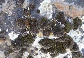 Attēlu rezultāti vaicājumam “Schistidium robustum”