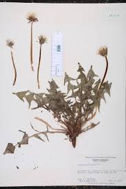 Attēlu rezultāti vaicājumam “Taraxacum officinale aggr.”