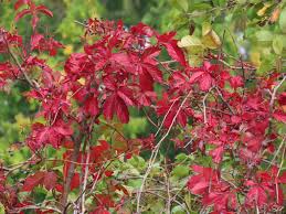 Attēlu rezultāti vaicājumam “Parthenocissus quinquefolia”