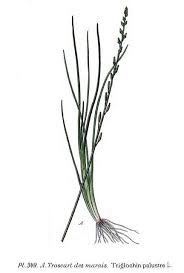 Attēlu rezultāti vaicājumam “Triglochin palustre fruit”