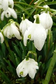 Attēlu rezultāti vaicājumam “Galanthus nivalis leaf”