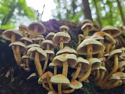 Attēlu rezultāti vaicājumam “Hypholoma sp.”