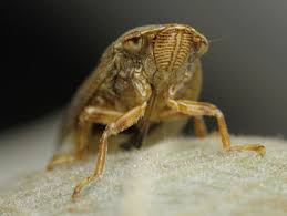 Attēlu rezultāti vaicājumam “Aphrophora nymph”