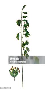 Attēlu rezultāti vaicājumam “Melica nutans leaf”