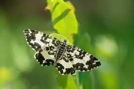 Attēlu rezultāti vaicājumam “Epirrhoe tristata imago”