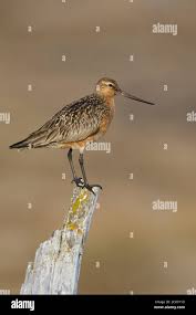 Attēlu rezultāti vaicājumam “Limosa lapponica adult”