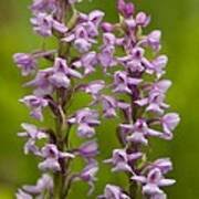 Attēlu rezultāti vaicājumam “Gymnadenia conopsea”