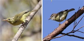 Attēlu rezultāti vaicājumam “Phylloscopus trochiloides adult”