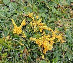 Attēlu rezultāti vaicājumam “Badhamia foliicola”