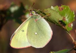 Attēlu rezultāti vaicājumam “Colias palaeno male”