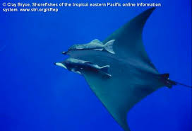 Image result for Mobula tarapacana