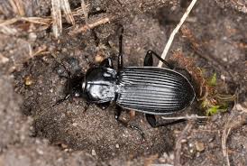 Attēlu rezultāti vaicājumam “Pterostichus niger”