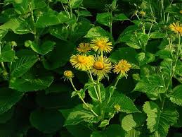 Image result for Telekia speciosa