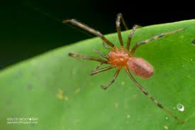Attēlu rezultāti vaicājumam “Theridiidae”