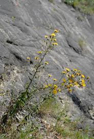 Attēlu rezultāti vaicājumam “Hieracium umbellatum”