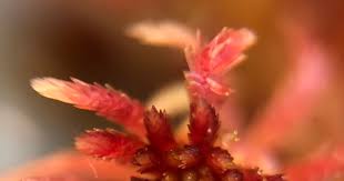 Attēlu rezultāti vaicājumam “Sphagnum russowii”