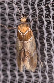 Attēlu rezultāti vaicājumam “Epicallima formosella”