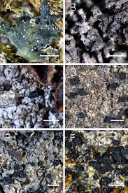 Attēlu rezultāti vaicājumam “Hypocenomyce friesii”