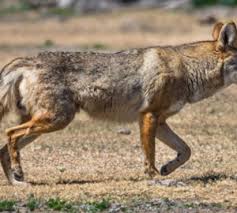 Image result for Hartlepool Coyotes