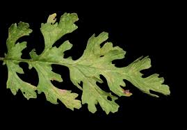 Attēlu rezultāti vaicājumam “Jacobaea vulgaris leaf”