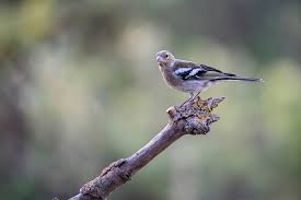 Attēlu rezultāti vaicājumam “Fringilla coelebs juvenile”