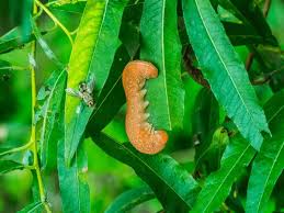 Attēlu rezultāti vaicājumam “Cimbex luteus”