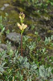 Attēlu rezultāti vaicājumam “Pedicularis sceptrum-carolinum leaf”