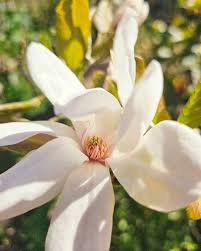 Attēlu rezultāti vaicājumam “Magnolia x loebneri flower”