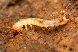 Attēlu rezultāti vaicājumam “Pyrochroidae larva”