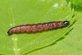 Attēlu rezultāti vaicājumam “Orthotaenia undulana”