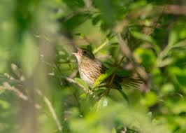 Image result for Locustella lanceolata