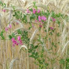 Attēlu rezultāti vaicājumam “Lathyrus tuberosus”