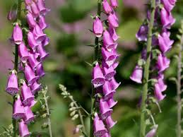 Image result for Fingerhut rot