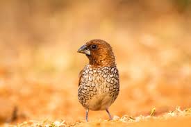 Attēlu rezultāti vaicājumam “Scapania lingulata”