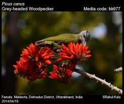 Attēlu rezultāti vaicājumam “Picus canus female”