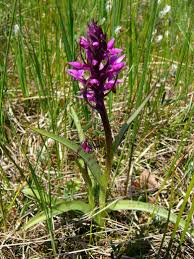 Attēlu rezultāti vaicājumam “Dactylorhiza traunsteineri”
