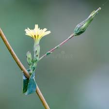Attēlu rezultāti vaicājumam “Lapsana communis bud”