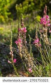Attēlu rezultāti vaicājumam “Onobrychis arenaria”