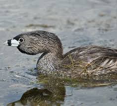 Image result for Podilymbus podiceps