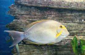 Image result for Acanthurus xanthopterus