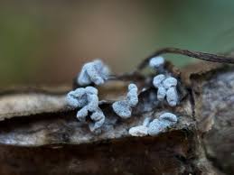 Attēlu rezultāti vaicājumam “Physarum globuliferum”