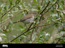 Attēlu rezultāti vaicājumam “Phylloscopus trochiloides adult”
