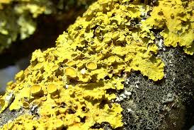 Attēlu rezultāti vaicājumam “Lichenoconium xanthoriae”