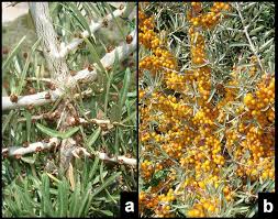 Attēlu rezultāti vaicājumam “Hippophae rhamnoides female flower”
