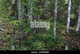Attēlu rezultāti vaicājumam “Bonasa bonasia eggs”